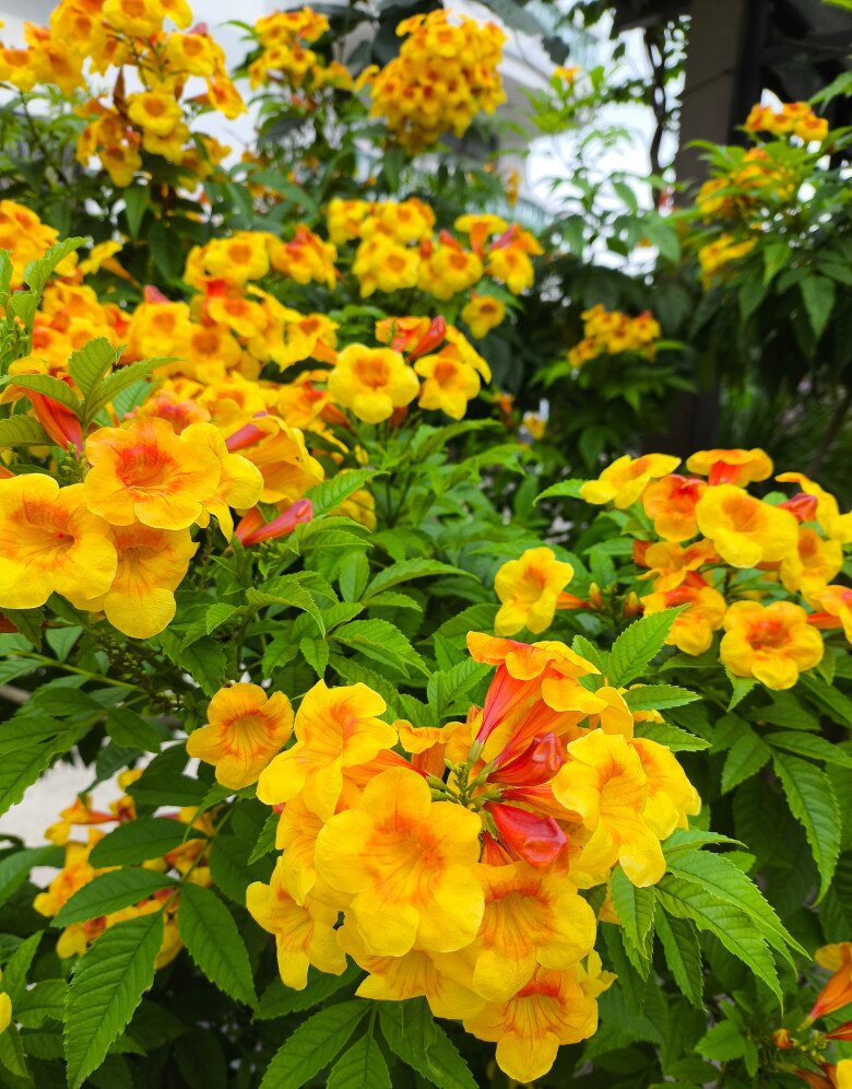 Hoa Chuông Cam (Hoàng Yến): Vẻ Đẹp Rực Rỡ Bốn Mùa, Thu Hút Tài Lộc Cho Ngôi Nhà Bạn